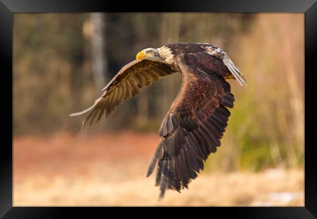 Bald Eagle in Flight Framed Print by David Hare