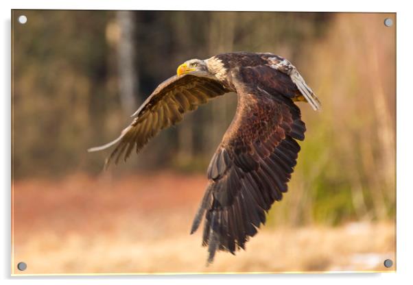 Bald Eagle in Flight Acrylic by David Hare
