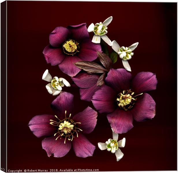 Lenten Rose and Snowdrops Canvas Print by Robert Murray