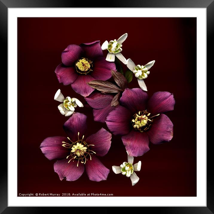 Lenten Rose and Snowdrops Framed Mounted Print by Robert Murray