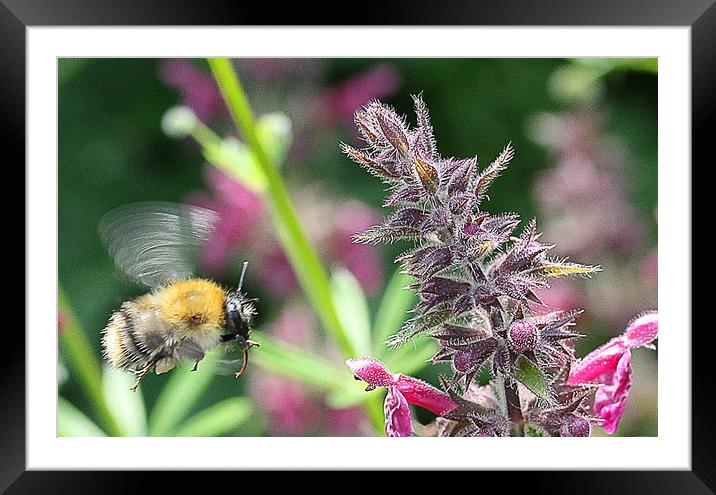 Bee in flight Framed Mounted Print by Anthony Kellaway