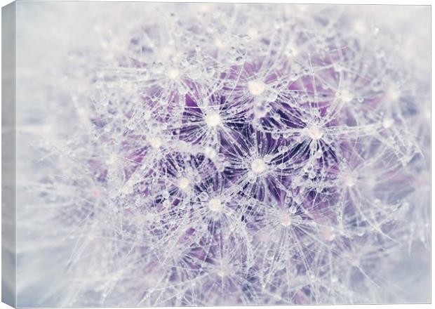 Dandelion and Droplets Canvas Print by Iona Newton