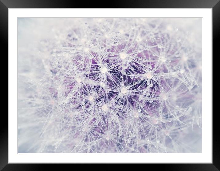 Dandelion and Droplets Framed Mounted Print by Iona Newton