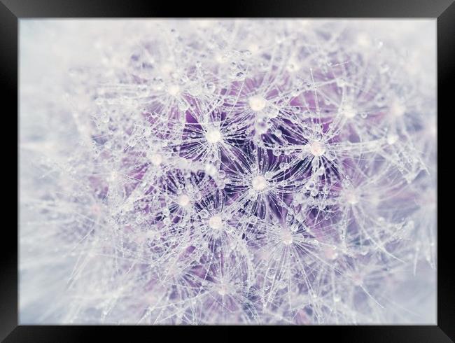 Dandelion and Droplets Framed Print by Iona Newton