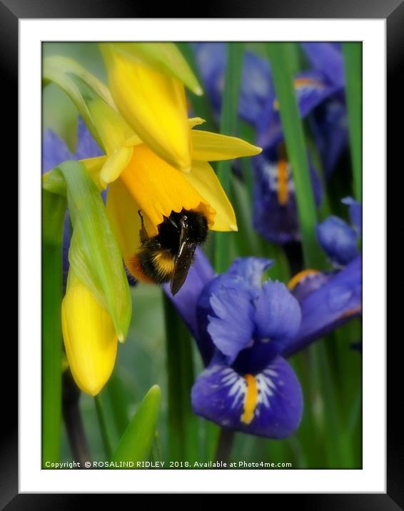 "Spring Visitor" Framed Mounted Print by ROS RIDLEY