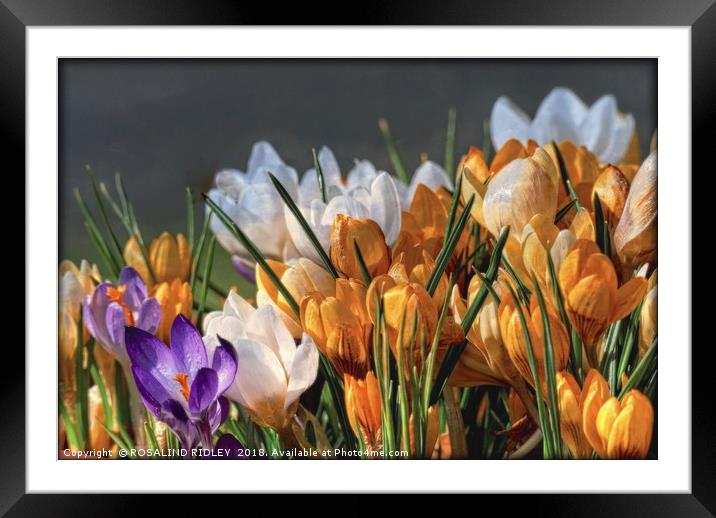 "Evening light on the Crocuses" Framed Mounted Print by ROS RIDLEY