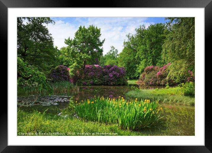 Rhododendron in Full Bloom Framed Mounted Print by Gisela Scheffbuch