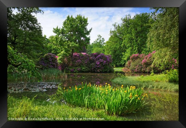 Rhododendron in Full Bloom Framed Print by Gisela Scheffbuch