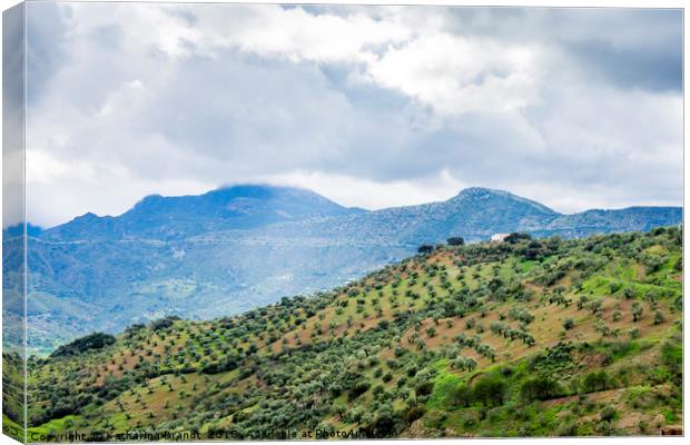 Andalusian landscape with Olive groves on mountain Canvas Print by KB Photo