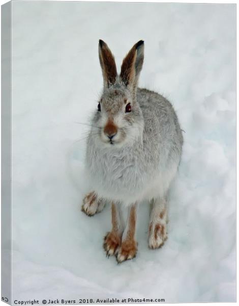 Mountain Hare in Snow Canvas Print by Jack Byers