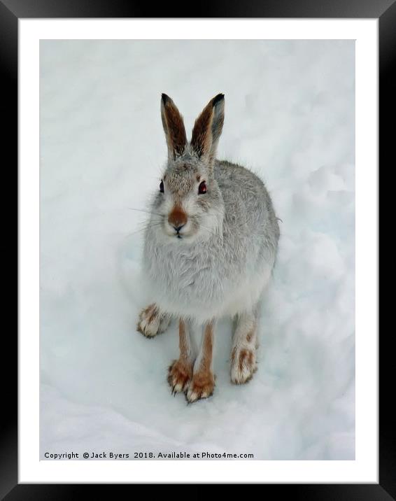 Mountain Hare in Snow Framed Mounted Print by Jack Byers