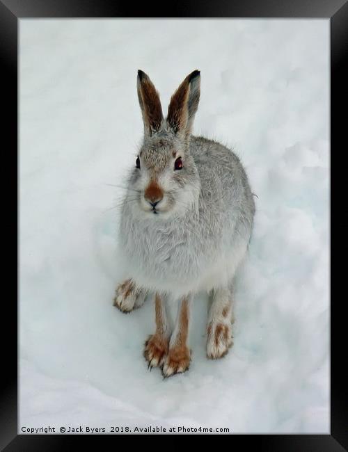 Mountain Hare in Snow Framed Print by Jack Byers