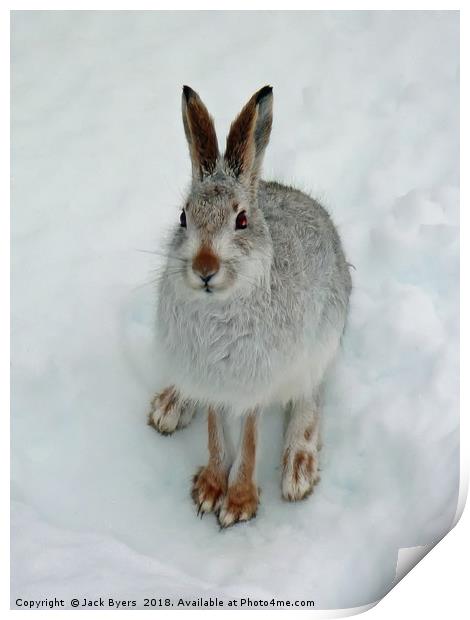 Mountain Hare in Snow Print by Jack Byers