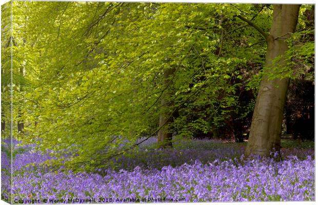 Bluebell wood in spring, North Yorkshire Canvas Print by Wendy McDonnell