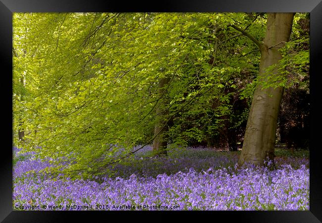 Bluebell wood in spring, North Yorkshire Framed Print by Wendy McDonnell