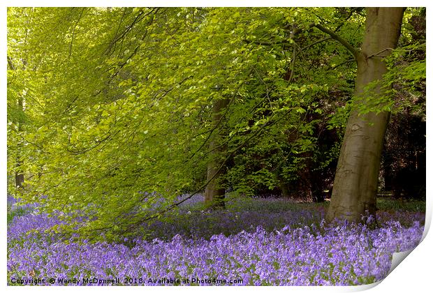 Bluebell wood in spring, North Yorkshire Print by Wendy McDonnell