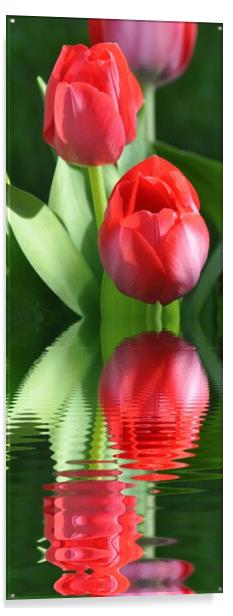 spring tulips Acrylic by sue davies