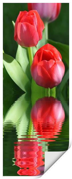 spring tulips Print by sue davies