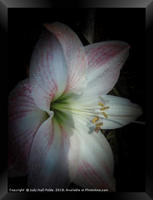 Spring Morning Amaryllis Framed Print by Judy Hall-Folde