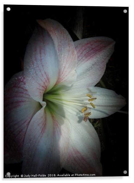 Spring Morning Amaryllis Acrylic by Judy Hall-Folde