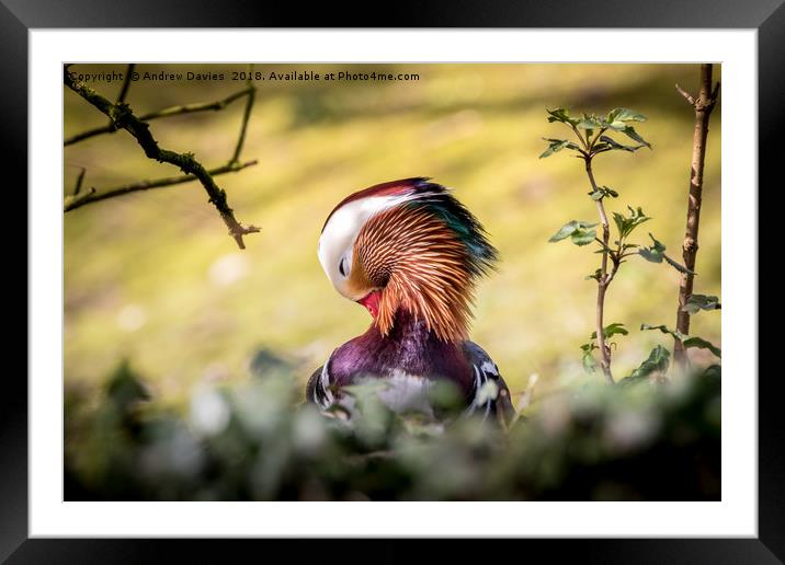 Preen Framed Mounted Print by Drew Davies