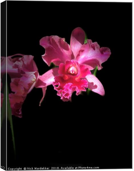 Mexican Orchid Canvas Print by Nick Wardekker