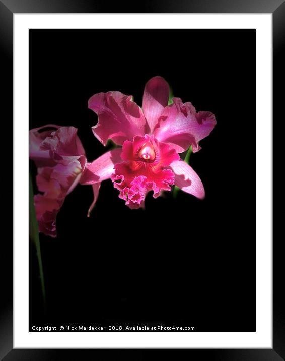 Mexican Orchid Framed Mounted Print by Nick Wardekker