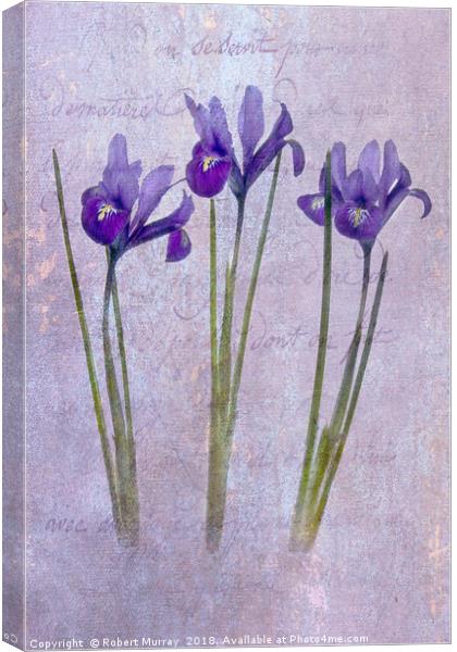 Iris reticulata Canvas Print by Robert Murray