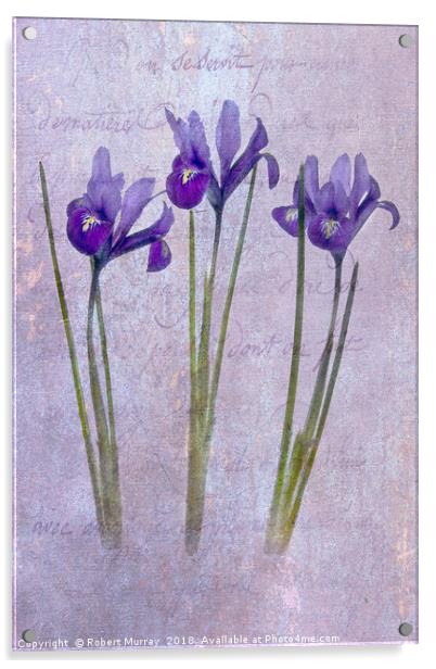 Iris reticulata Acrylic by Robert Murray