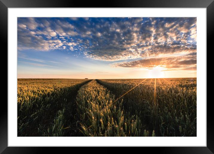 Fields of Wheat Framed Mounted Print by Kingsley Summers