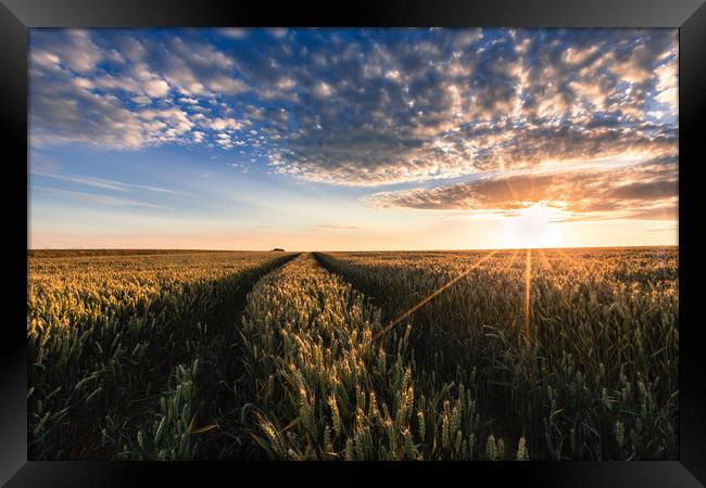 Fields of Wheat Framed Print by Kingsley Summers