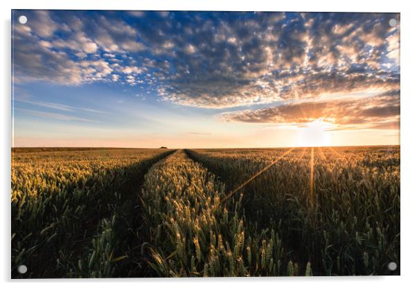 Fields of Wheat Acrylic by Kingsley Summers