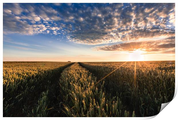 Fields of Wheat Print by Kingsley Summers