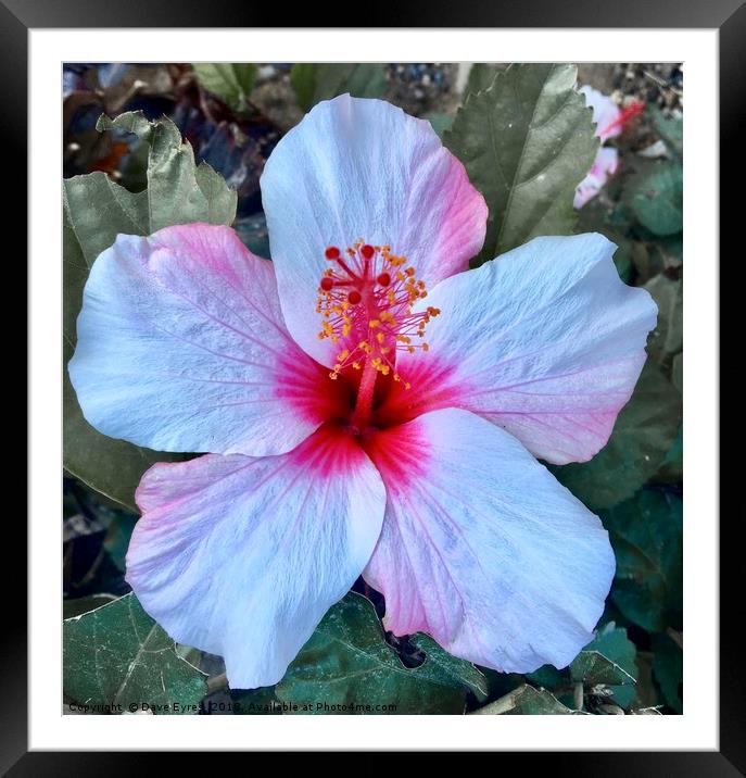 Pink Hibiscus Flower Framed Mounted Print by Dave Eyres