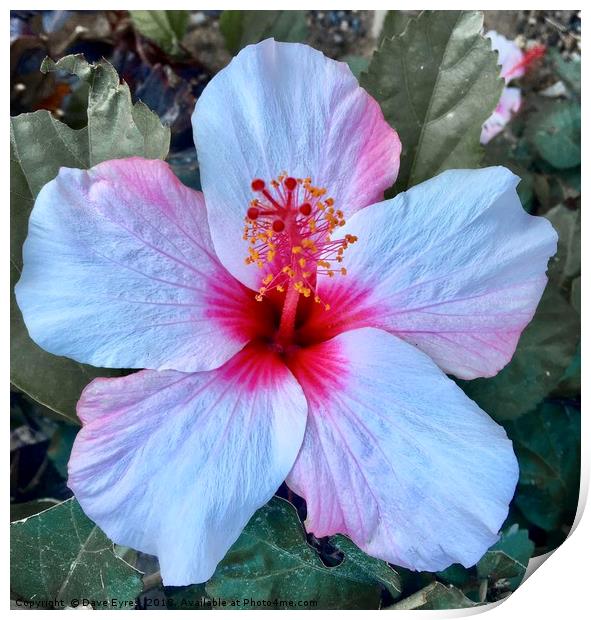 Pink Hibiscus Flower Print by Dave Eyres
