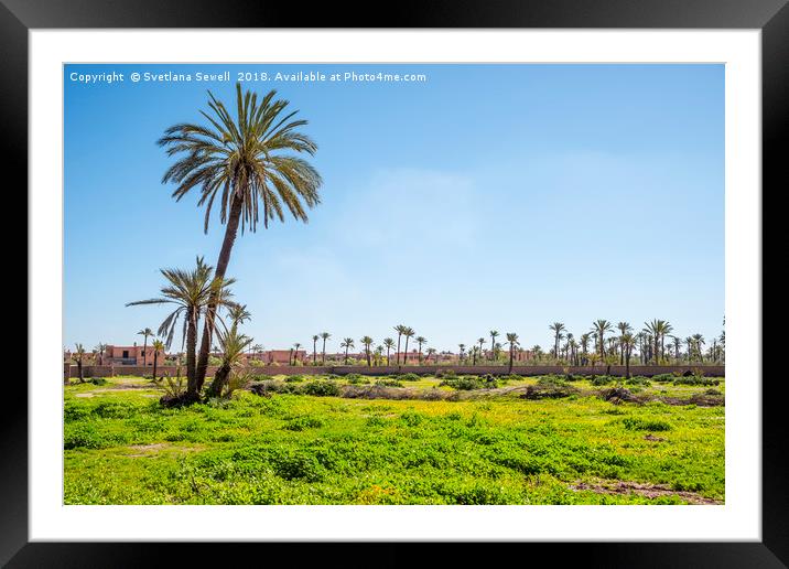 Palms of Morocco Framed Mounted Print by Svetlana Sewell