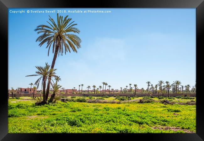 Palms of Morocco Framed Print by Svetlana Sewell