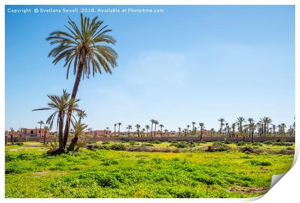 Palms of Morocco Print by Svetlana Sewell