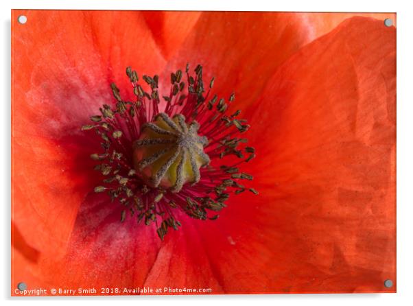 Red Poppy Acrylic by Barry Smith