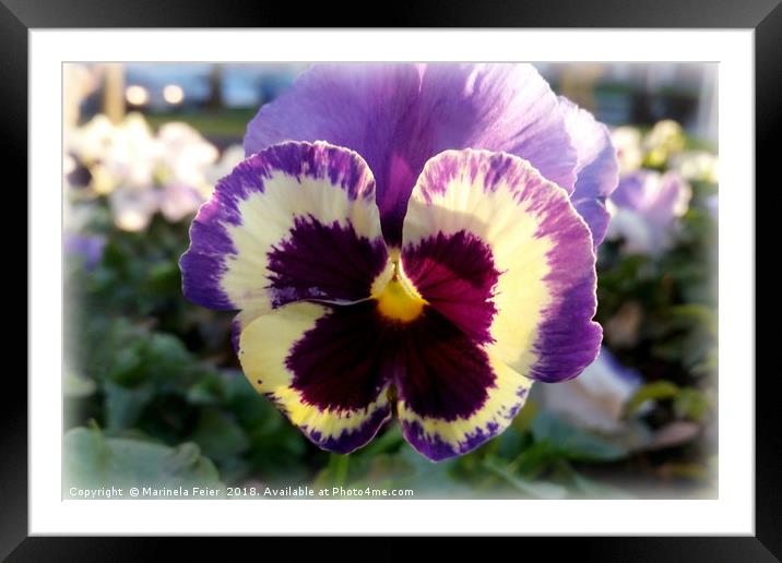 colorful spring Pansy Framed Mounted Print by Marinela Feier