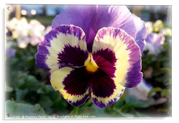 colorful spring Pansy Acrylic by Marinela Feier
