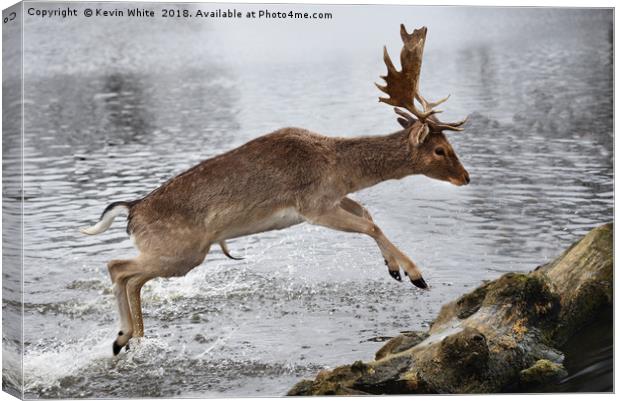 Young Deer jumping over log Canvas Print by Kevin White