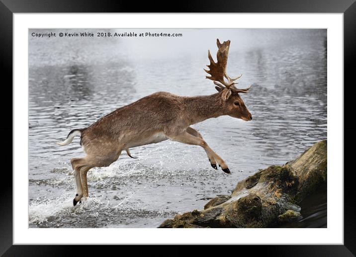Young Deer jumping over log Framed Mounted Print by Kevin White