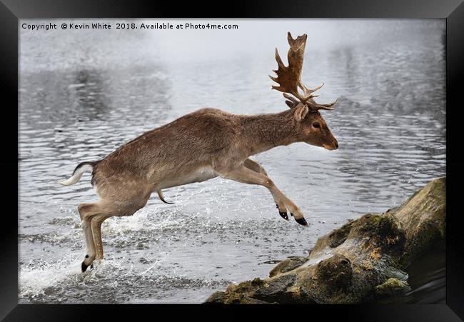 Young Deer jumping over log Framed Print by Kevin White