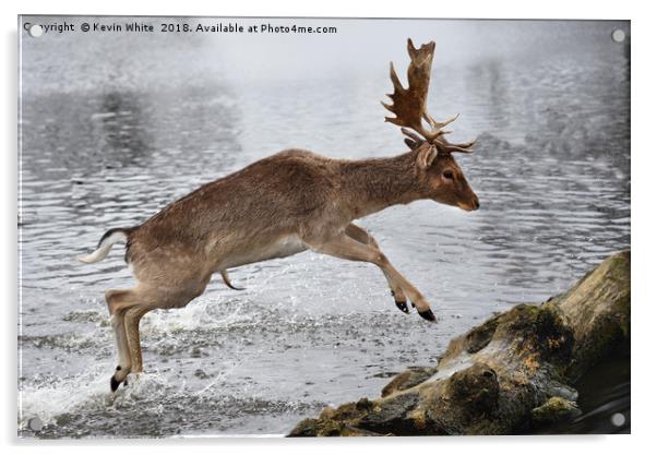 Young Deer jumping over log Acrylic by Kevin White