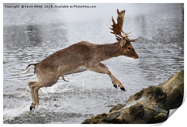 Young Deer jumping over log Print by Kevin White