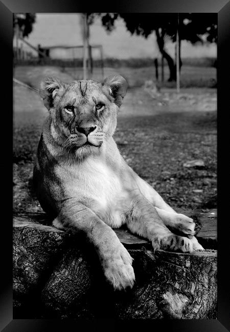 Black and white Lion Framed Print by Katie Wilde