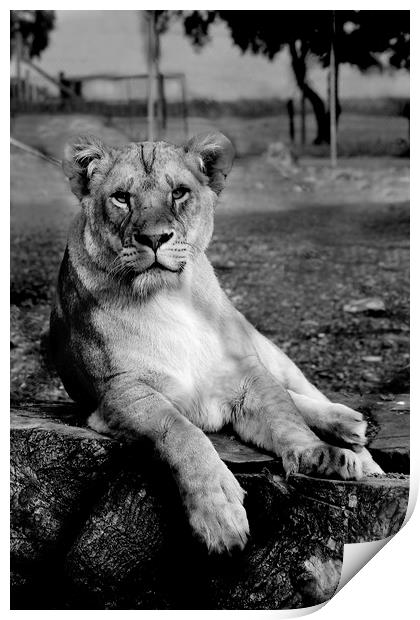 Black and white Lion Print by Katie Wilde