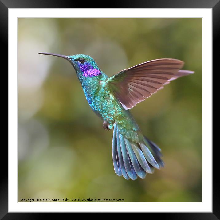 Green Violetear Hummingbird Framed Mounted Print by Carole-Anne Fooks