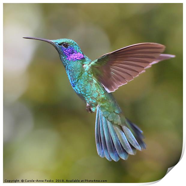 Green Violetear Hummingbird Print by Carole-Anne Fooks